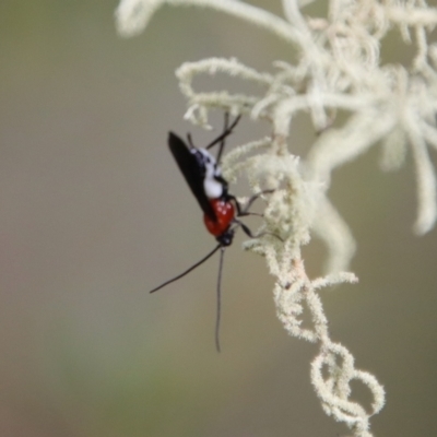 Braconidae (family) (Unidentified braconid wasp) at QPRC LGA - 5 Mar 2022 by LisaH