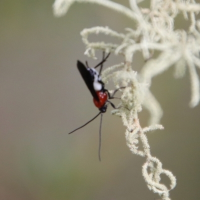 Braconidae (family) (Unidentified braconid wasp) at Mongarlowe, NSW - 5 Mar 2022 by LisaH