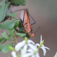 Gminatus australis (Orange assassin bug) at Mongarlowe River - 5 Mar 2022 by LisaH