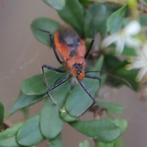 Gminatus australis at Mongarlowe, NSW - 5 Mar 2022