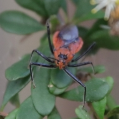 Gminatus australis at Mongarlowe, NSW - 5 Mar 2022