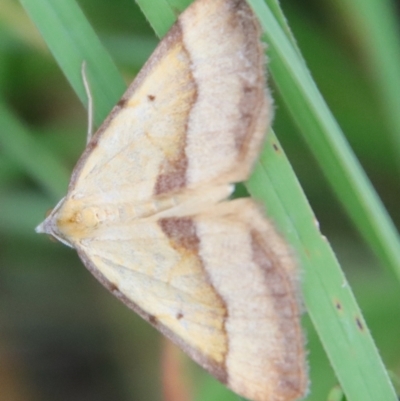 Anachloris subochraria (Golden Grass Carpet (Ennominae)) at Mongarlowe, NSW - 5 Mar 2022 by LisaH