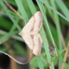 Anachloris subochraria at Mongarlowe, NSW - 5 Mar 2022