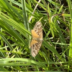 Chrysolarentia heliacaria (Heliacaria Carpet) at Tennent, ACT - 4 Mar 2022 by SimoneC