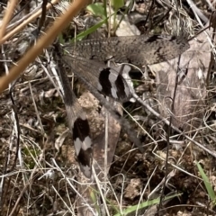 Glenoleon pulchellus (Antlion lacewing) at Jerrabomberra, ACT - 5 Mar 2022 by WindyHen