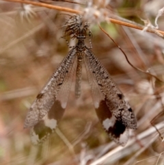 Glenoleon pulchellus at Jerrabomberra, ACT - 5 Mar 2022