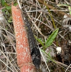 Glenoleon pulchellus at Jerrabomberra, ACT - 5 Mar 2022 12:29 PM