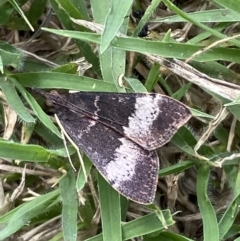 Uresiphita ornithopteralis (Tree Lucerne Moth) at Jerrabomberra, NSW - 5 Mar 2022 by SteveBorkowskis