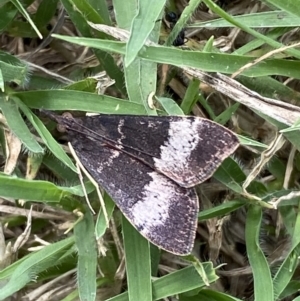 Uresiphita ornithopteralis at Jerrabomberra, NSW - suppressed