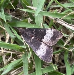 Uresiphita ornithopteralis at Jerrabomberra, NSW - suppressed