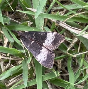 Uresiphita ornithopteralis at Jerrabomberra, NSW - 5 Mar 2022