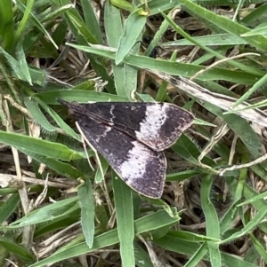 Uresiphita ornithopteralis at Jerrabomberra, NSW - suppressed