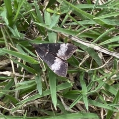 Uresiphita ornithopteralis at Jerrabomberra, NSW - suppressed