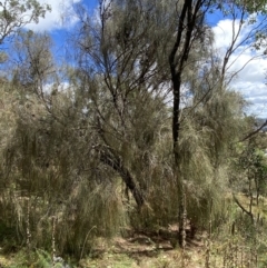 Allocasuarina verticillata (Drooping Sheoak) at Jerrabomberra, NSW - 4 Mar 2022 by SteveBorkowskis