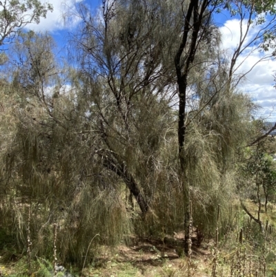 Allocasuarina verticillata (Drooping Sheoak) at Jerrabomberra, NSW - 4 Mar 2022 by SteveBorkowskis
