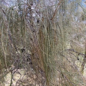 Allocasuarina verticillata at Jerrabomberra, NSW - 4 Mar 2022 01:41 PM