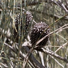 Allocasuarina verticillata at Jerrabomberra, NSW - 4 Mar 2022 01:41 PM