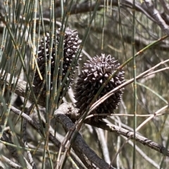 Allocasuarina verticillata at Jerrabomberra, NSW - 4 Mar 2022