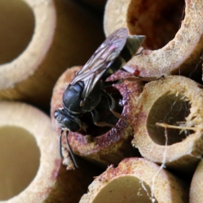 Pison sp. (genus) (Black mud-dauber wasp) at Macarthur, ACT - 5 Mar 2022 by RodDeb