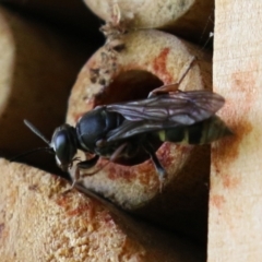 Pison sp. (genus) at Macarthur, ACT - 5 Mar 2022