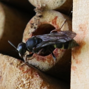 Pison sp. (genus) at Macarthur, ACT - 5 Mar 2022