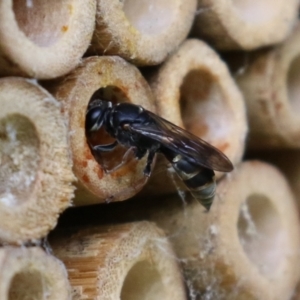 Pison sp. (genus) at Macarthur, ACT - 5 Mar 2022