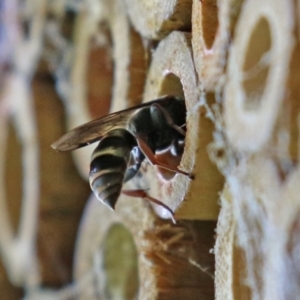 Pison sp. (genus) at Macarthur, ACT - 5 Mar 2022