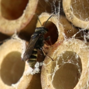 Pison sp. (genus) at Macarthur, ACT - 5 Mar 2022