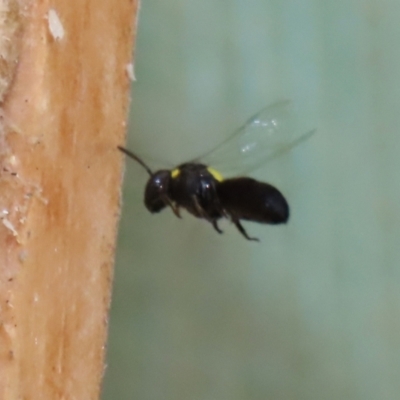Hylaeus (Hylaeorhiza) nubilosus (A yellow-spotted masked bee) at Macarthur, ACT - 5 Mar 2022 by RodDeb