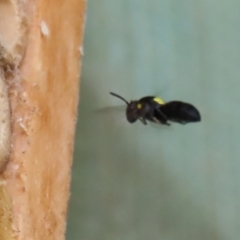 Hylaeus (Hylaeorhiza) nubilosus at Macarthur, ACT - 5 Mar 2022 02:08 PM