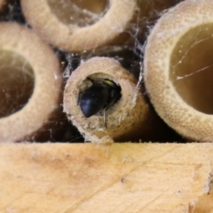 Hylaeus (Hylaeorhiza) nubilosus at Macarthur, ACT - 5 Mar 2022