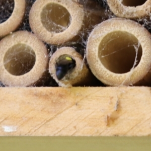 Hylaeus (Hylaeorhiza) nubilosus at Macarthur, ACT - 5 Mar 2022