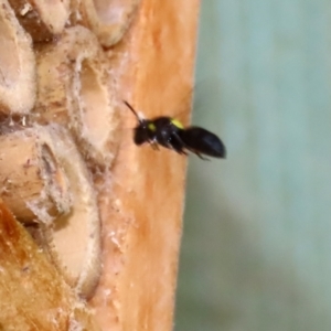 Hylaeus (Hylaeorhiza) nubilosus at Macarthur, ACT - 5 Mar 2022 02:08 PM