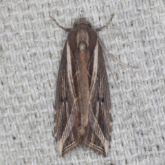 Lophotoma diagrapha (Double-line Snout Moth) at O'Connor, ACT - 3 Mar 2022 by ibaird