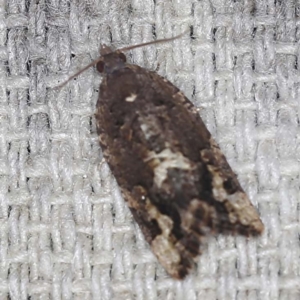 Epitymbia alaudana at O'Connor, ACT - 3 Mar 2022 11:53 PM