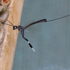 Gasteruption sp. (genus) (Gasteruptiid wasp) at Macarthur, ACT - 5 Mar 2022 by RodDeb