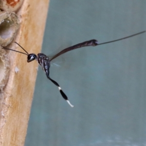 Gasteruption sp. (genus) at Macarthur, ACT - 5 Mar 2022