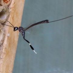 Gasteruption sp. (genus) (Gasteruptiid wasp) at Macarthur, ACT - 5 Mar 2022 by RodDeb