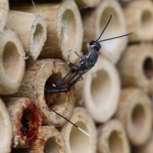 Gasteruption sp. (genus) at Macarthur, ACT - 5 Mar 2022