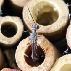Gasteruption sp. (genus) at Macarthur, ACT - 5 Mar 2022