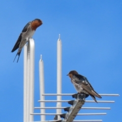 Hirundo neoxena (Welcome Swallow) at Deakin, ACT - 5 Mar 2022 by RodDeb