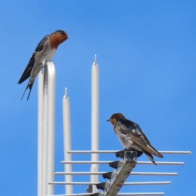 Hirundo neoxena (Welcome Swallow) at Deakin, ACT - 5 Mar 2022 by RodDeb