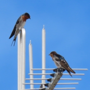 Hirundo neoxena at Deakin, ACT - 5 Mar 2022