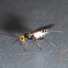 Braconidae (family) (Unidentified braconid wasp) at Woodstock Nature Reserve - 28 Feb 2022 by Harrisi