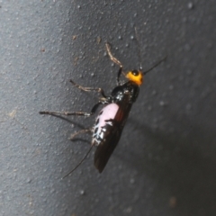 Braconidae (family) at Coree, ACT - 28 Feb 2022