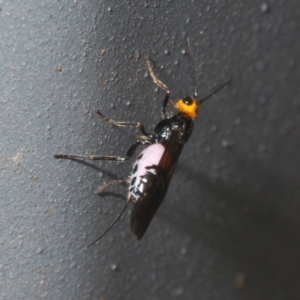 Braconidae (family) at Coree, ACT - 28 Feb 2022