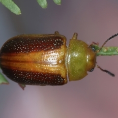 Calomela parilis (Leaf beetle) at Goorooyarroo NR (ACT) - 4 Mar 2022 by jb2602