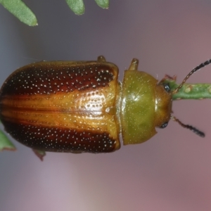 Calomela parilis at Throsby, ACT - 4 Mar 2022 02:34 PM