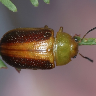 Calomela parilis (Leaf beetle) at Goorooyarroo NR (ACT) - 4 Mar 2022 by jb2602