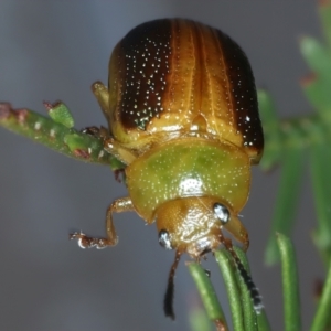 Calomela parilis at Throsby, ACT - 4 Mar 2022 02:34 PM